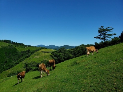 【牧場直送】薫る野牛乳180ml×12本セット ノンホモ 低温殺菌 ジャージー牛 山地酪農 24時間365日放牧<出荷開始:2025年11月以降順次出荷>