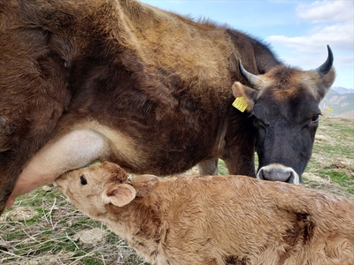 【牧場直送】薫る野牛乳180ml×12本セット ノンホモ 低温殺菌 ジャージー牛 山地酪農 24時間365日放牧<出荷開始:2025年11月以降順次出荷>