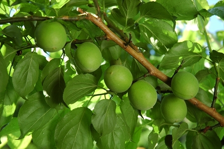 梅の風（清涼飲料水）　290ml×24本入り【 神奈川県 山北町 】