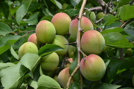 梅の風（清涼飲料水）　290ml×24本入り【 神奈川県 山北町 】