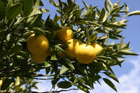 【定期便3ヶ月】湘南ゴールドスカッシュ　290ml×24本入り【 神奈川県 山北町 】