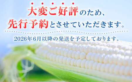 【先行予約】【数量限定】白いとうもろこし ホワイトショコラ 5本 とうもろこし [BDAX001]