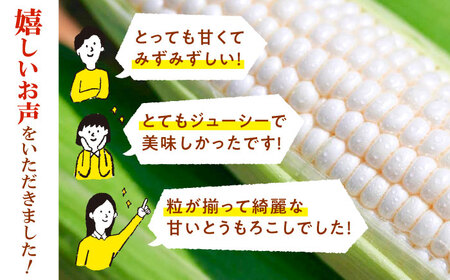 【先行予約】【数量限定】白いとうもろこし ホワイトショコラ 5本 とうもろこし [BDAX001]