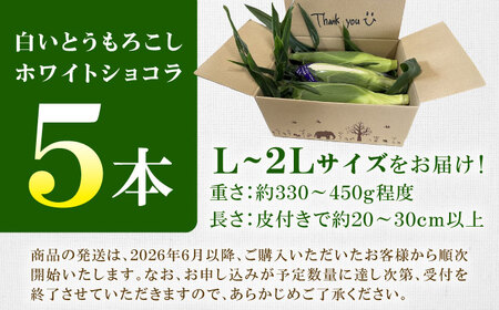 【先行予約】【数量限定】白いとうもろこし ホワイトショコラ 5本 とうもろこし [BDAX001]