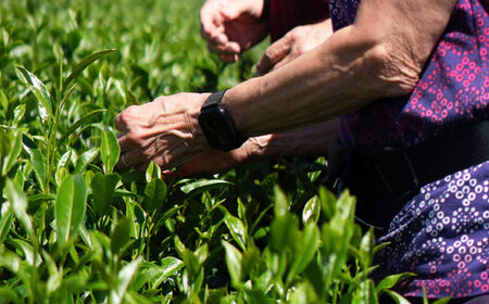 お茶摘み体験 体験チケット【ランチ付き】[BDAT006]