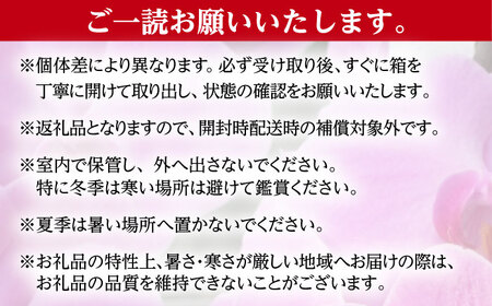 【家で育てる！】胡蝶蘭 苗1株 胡蝶蘭 洋蘭 苗 [BDAB001]