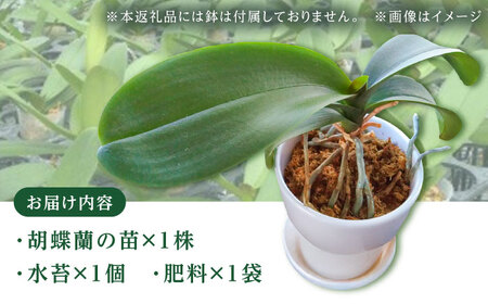 【家で育てる！】胡蝶蘭を育てようセット (苗、水コケ、肥料)  胡蝶蘭 洋蘭 苗 [BDAB003]