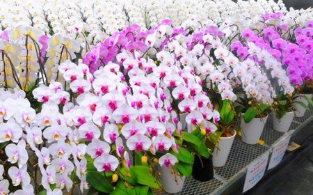 【家で育てる！】胡蝶蘭を育てようセット (苗、水コケ、肥料)  胡蝶蘭 洋蘭 苗 [BDAB003]