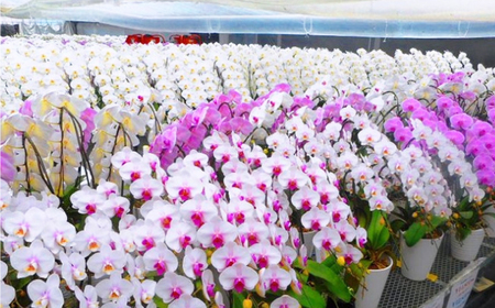 胡蝶蘭 1鉢【2本立ち5.5寸胡蝶蘭】  [BDAB006]