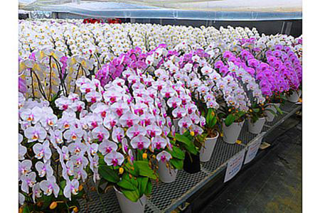 胡蝶蘭 1鉢【3~5本立ち7寸胡蝶蘭】 [BDAB009]