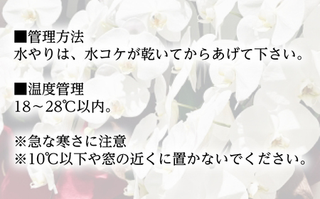 胡蝶蘭 1鉢【7~10本立ち10寸胡蝶蘭】 [BDAB015]