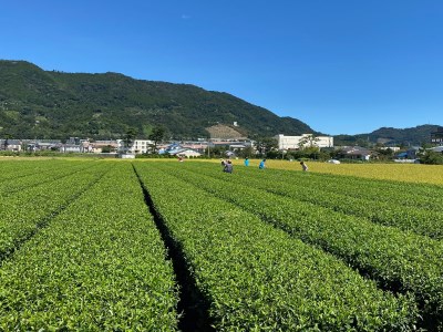 開成町オリジナルブランド「快晴茶」煎茶・紅茶 おもてなしセット [0114]