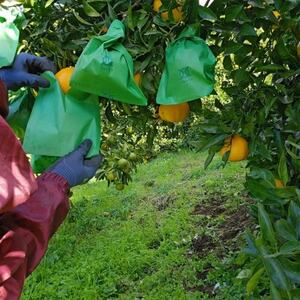 人気の不知火入り!みかん色々4-5種10kg季節の柑橘が楽しめる詰め合わせBox【先行受付】【1531526】