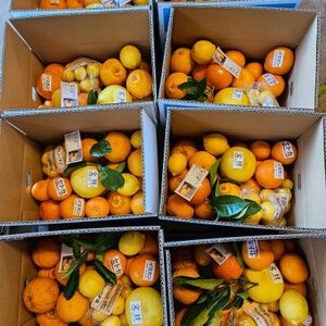 人気の不知火入り!みかん色々4-5種10kg季節の柑橘が楽しめる詰め合わせBox【先行受付】【1531526】