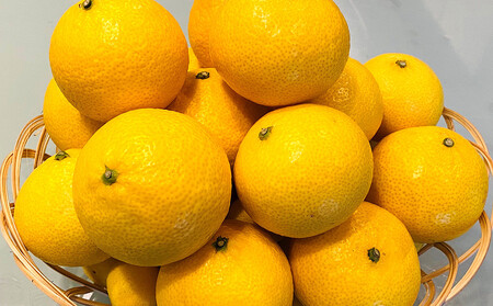 【希少フルーツ】熟成・湘南ゴールド(L・Mサイズ)2kg　2026年3月上旬～3月中旬頃発送予定 | 湯河原町  中玉 Lサイズ Mサイズ 2kg 熟成 濃厚 地域特産品 柑橘類