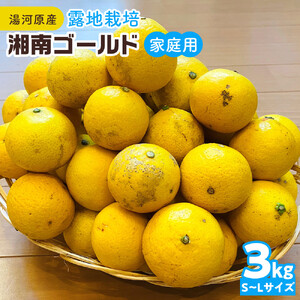 【希少フルーツ】【露地栽培】湘南ゴールド(家庭用)　3kg　2026年3月下旬頃～4月中旬頃発送予定 | 湯河原町 3kg 地域特産品 露地栽培 熟成 柑橘類 フレッシュ 11,840円