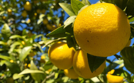 【希少フルーツ】【露地栽培】湘南ゴールド(家庭用)　2kg　2026年3月下旬頃～4月中旬頃発送予定 | 湯河原町 2kg 地域特産品 露地栽培 熟成 柑橘類 フレッシュ