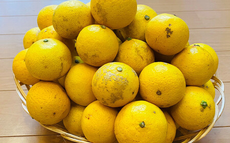 【希少フルーツ】【露地栽培】湘南ゴールド(家庭用)　2kg　2026年3月下旬頃～4月中旬頃発送予定 | 湯河原町 2kg 地域特産品 露地栽培 熟成 柑橘類 フレッシュ