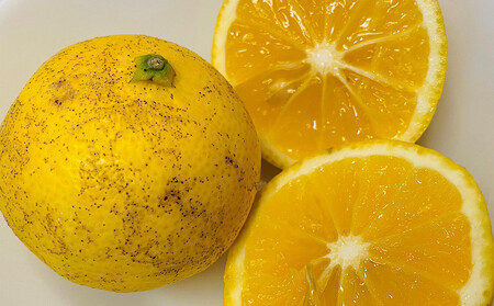 【希少フルーツ】【露地栽培】湘南ゴールド(家庭用)　2kg　2026年3月下旬頃～4月中旬頃発送予定 | 湯河原町 2kg 地域特産品 露地栽培 熟成 柑橘類 フレッシュ