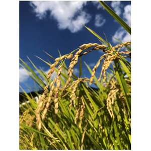 令和7年産「牛さんのお米」はるみ 10kg(5kg×2袋)【1350013】