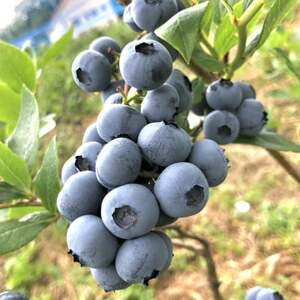 冷凍ブルーベリー 1kg【配送不可地域：離島】【1707397】
