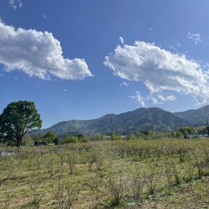 冷凍ブルーベリー 1kg【配送不可地域：離島】【1707397】