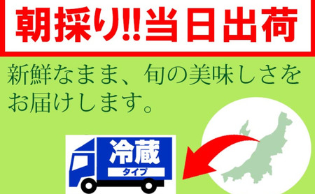 【2025年8月 2回お届け】くろさき茶豆1.2kg 2025年 先行予約 定期便 枝豆 野菜 つまみ おつまみ えだまめ エダマメ 新潟 定期 お楽しみ 2回 