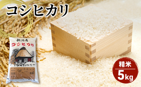 【令和7年産】新潟産 コシヒカリ精米5kg「従来品種」 お米 ご飯 食卓 主食 おにぎり お弁当 国産 日本産 ブランド米