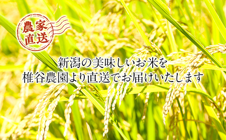 【令和7年産】新潟産 コシヒカリ精米5kg「従来品種」 お米 ご飯 食卓 主食 おにぎり お弁当 国産 日本産 ブランド米