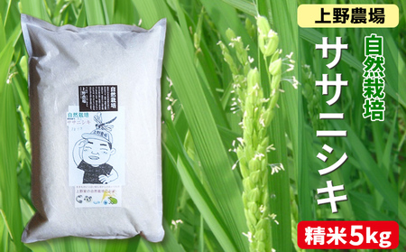 新潟産自然栽培ササニシキ精米 5kg お米 ご飯 食卓 主食 おにぎり お弁当 国産 日本産 ブランド米 | 新潟県新潟市 |  ふるさと納税サイト「ふるなび」