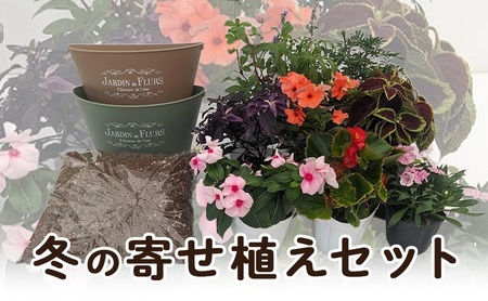 冬の寄せ植えセット