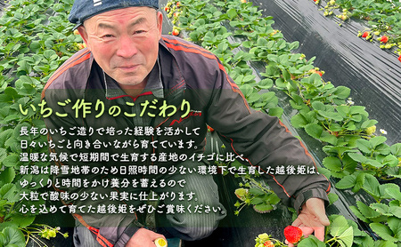 【予約受注】2026年2月下旬より発送新潟県産越後姫3L　12粒入り 