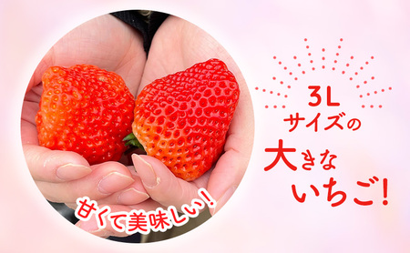 【予約受注】2026年2月下旬より発送新潟県産越後姫3L　12粒入り 