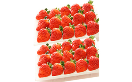 「越後姫」イチゴ 15粒 2パック 果物類 いちご 苺 