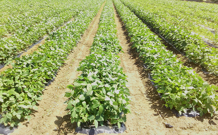 夏発送 くろさき茶豆2kg 新潟県黒埼産 朝どり生枝豆