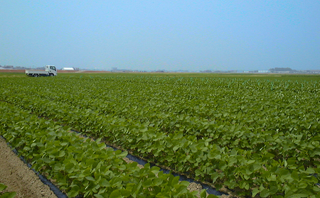 枝豆 くろさき 茶豆 1.5kg (7月中旬～8月上旬お届け) えだまめ 朝採り 新鮮 豆 野菜 冷蔵 産地直送 新潟茶豆 ビール 晩酌 おつまみ 新潟