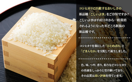 まごころ米こしいぶき10kg（白米） | 新潟県新潟市 | ふるさと納税