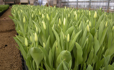 フラワーファームしろねのチューリップ切花20本（黄・ピンク　各10本） 植物 花束 