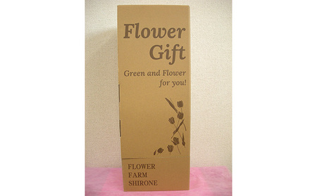 フラワーファームしろねのチューリップ切花50本（ピンク20本・黄20本・赤10本） チューリップ 花束 切花 植物 花 