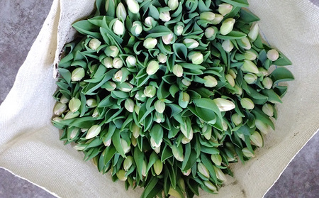 フラワーファームしろねのチューリップ切花50本おすすめアソート（5品種×各10本） 植物 花束 