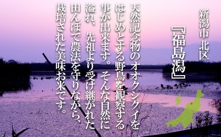 特別栽培米 新潟産コシヒカリ白米 10kg(5kg×2) お米 こしひかり