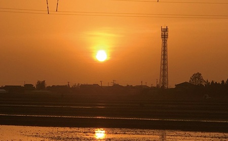 特別栽培米 新潟産コシヒカリ白米 10kg(5kg×2) お米 こしひかり