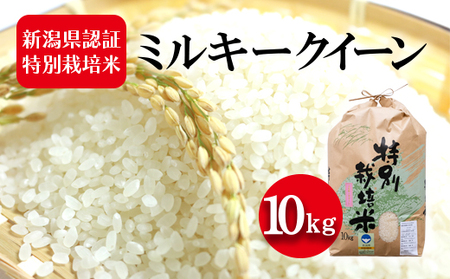 ミルキークイーン　白米　10kg 特別栽培米　もち米1kg