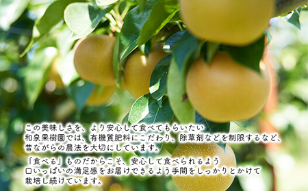 ルレクチェストレートジュース200ml 6本セット ルレクチェ レクチェ ル・レクチェ 洋梨 フルーツ ジュース セット ストレートジュース 洋ナシ 梨 なし ナシ 果物 飲料 果実飲料 果汁飲料 国産 新潟 