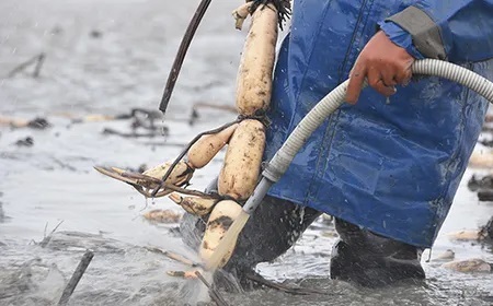 75T-05【大口れんこん】新潟県長岡産レンコン2kg（1.6kg+芽れんこん0.4kg）