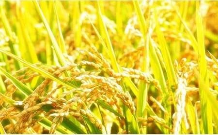 B5-7K041新潟県長岡産コシヒカリ「金匠　極」2kg×2袋（計4kg）