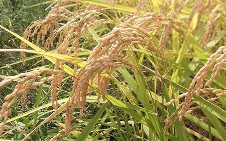 75-7N031新潟県長岡産コシヒカリ3kg(特別栽培米)【2026年2月発送】