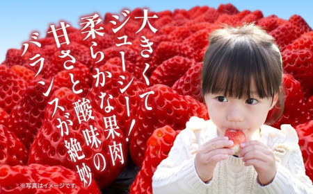 O9-13新潟県長岡産いちご「越後姫」420g 2パック