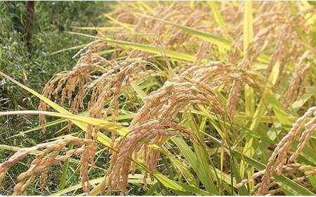 B7-ST051A新潟県長岡産新之助5kg（特別栽培米）