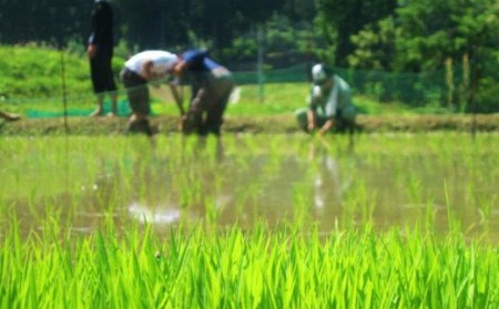 H4-04A壱醸 純米大吟醸 無濾過原酒21 720ml（長岡市旧栃尾地区棚田産越淡麗100%）【越銘醸】